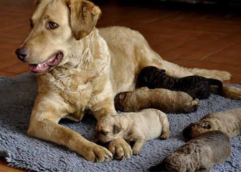 Cucciolate Chesapeake Bay Retriever