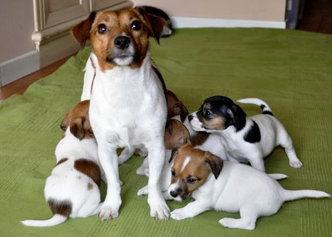 Cucciolate Jack Russell Terrier