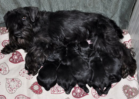 Cucciolate Schnauzer nano nero